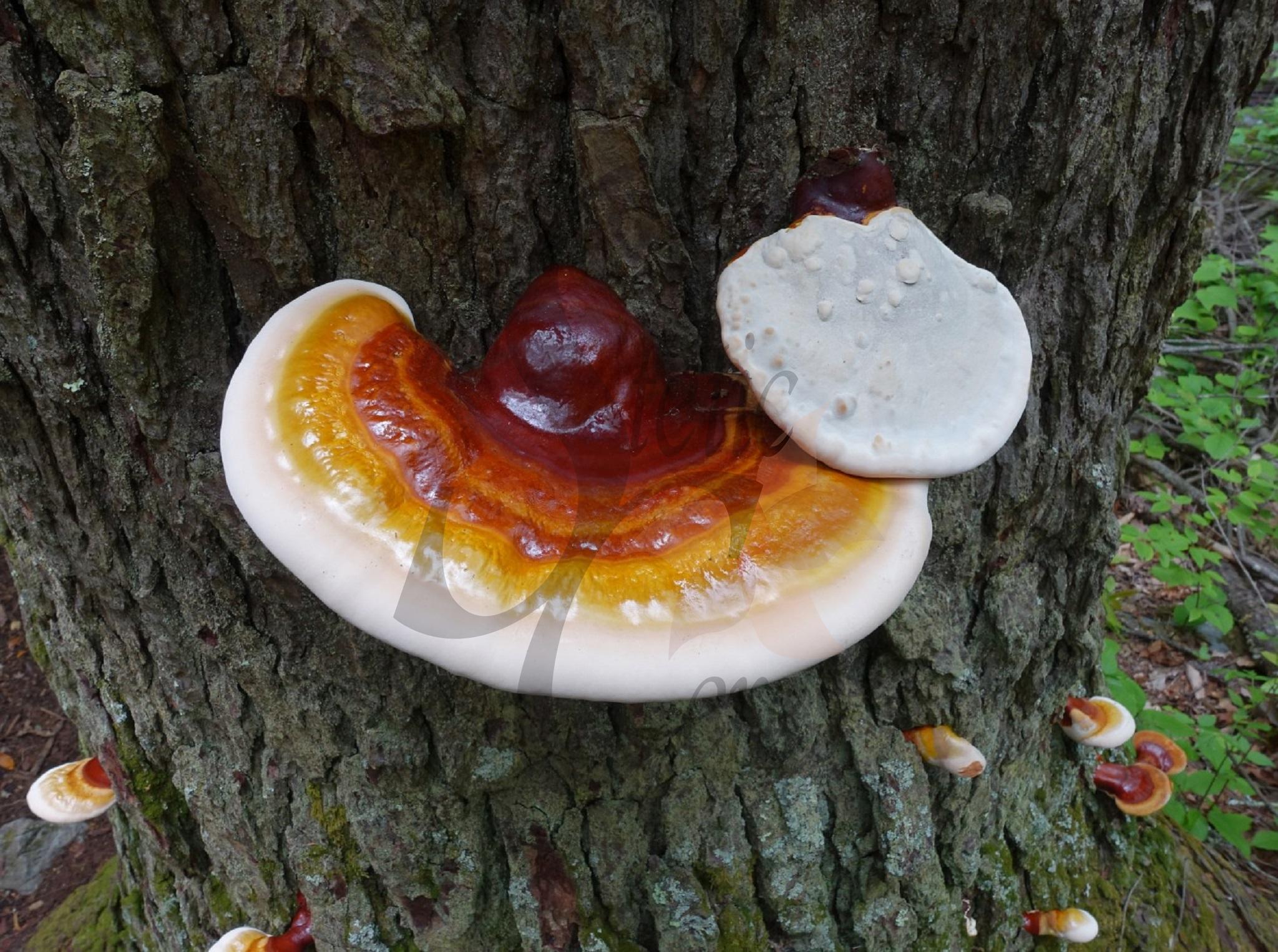 Ganoderma Lucidum Hongo Reishi