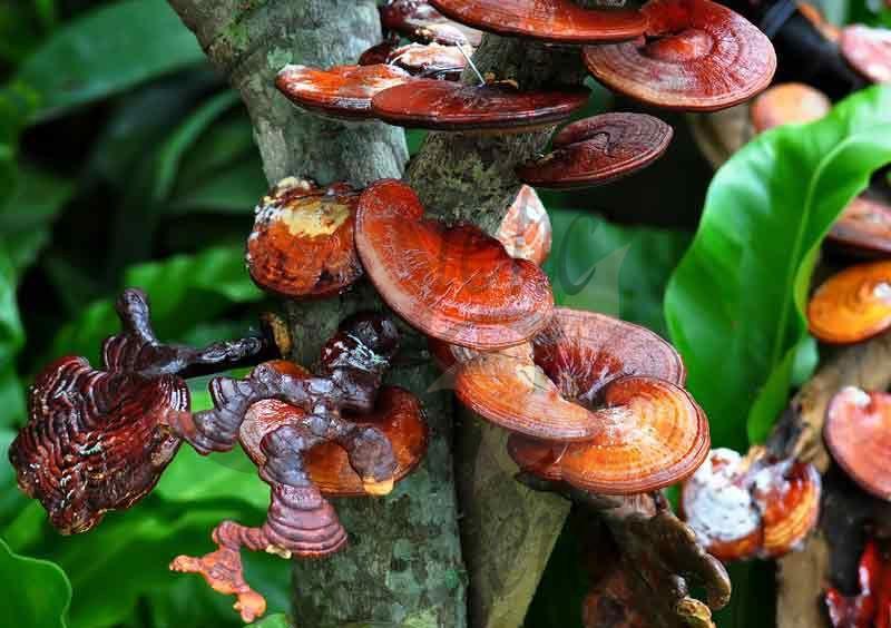 Propiedades del hongo Reishi ante la artritis.