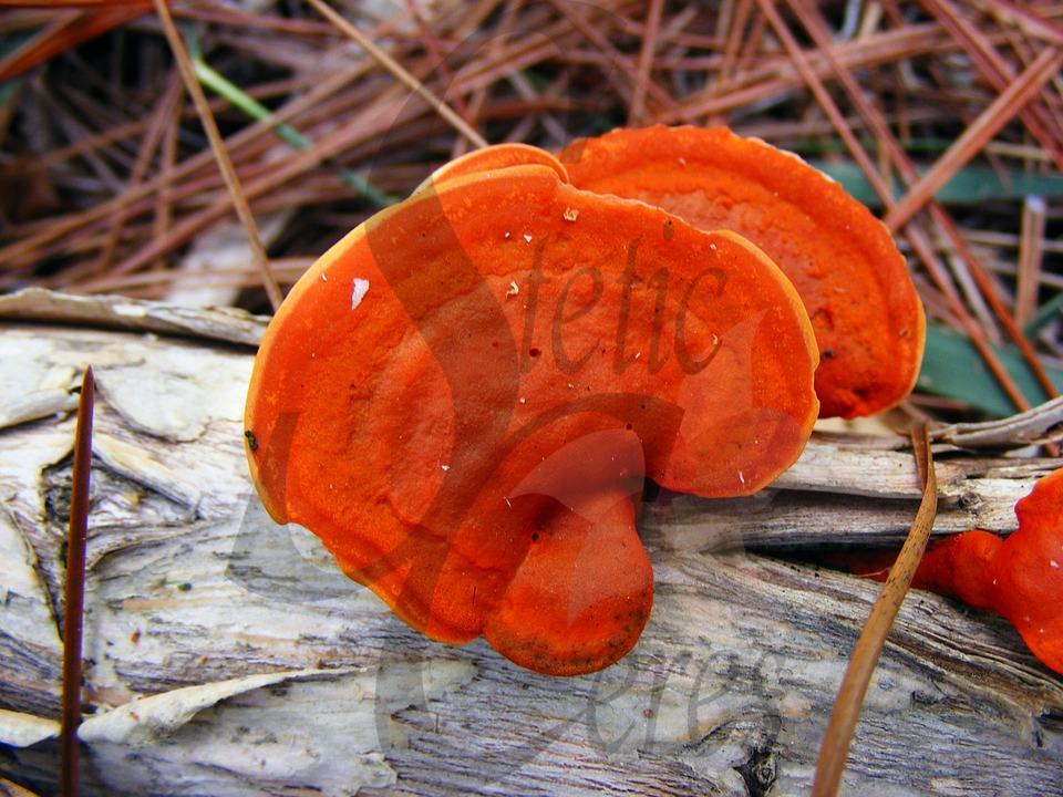 Bajar de peso gracias a hongo Ganoderma, descubre sus propiedades y beneficios adelgazantes.