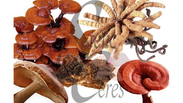 Hongos y sus propiedades beneficiosas para la salud humana.