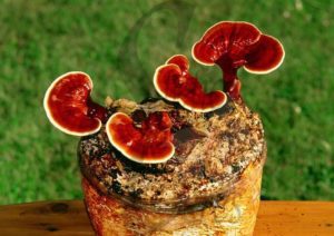 Hongo Reishi y sus beneficios para la salud humana