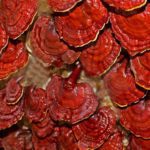 Cultivo de Ganoderma: Cosecha de Ganoderma fresco y nutritivo