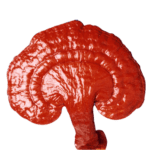 Hongo medicinal Ganoderma tipo Gano Cerebro (Brain gano)