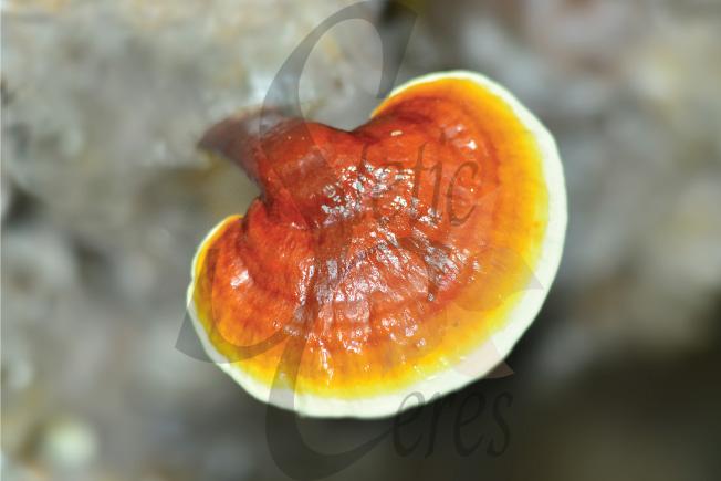 Ganoderma fase de crecimiento intermedio