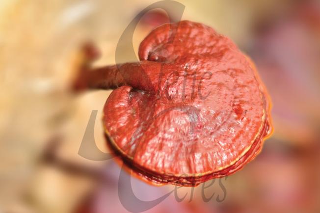 Crecimiento ganoderma fase de madurez